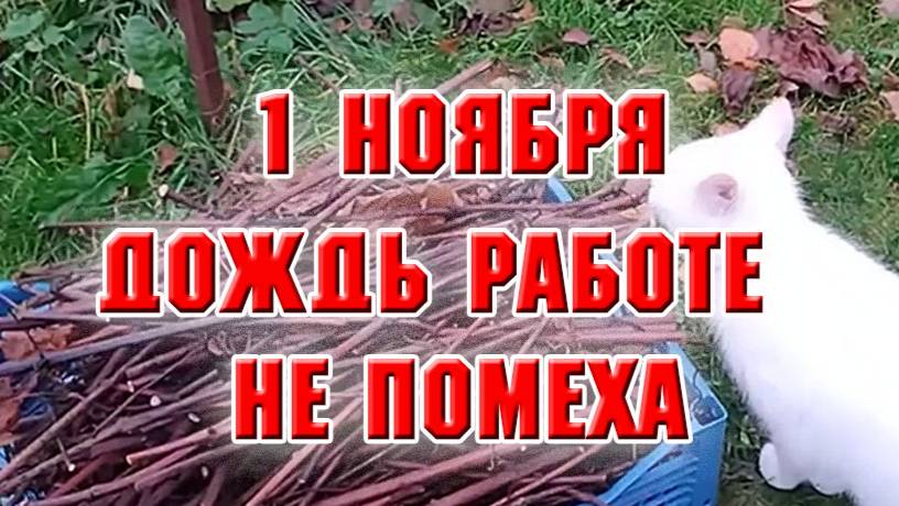 1 ноября. Дожди льют, но дела надо делать.