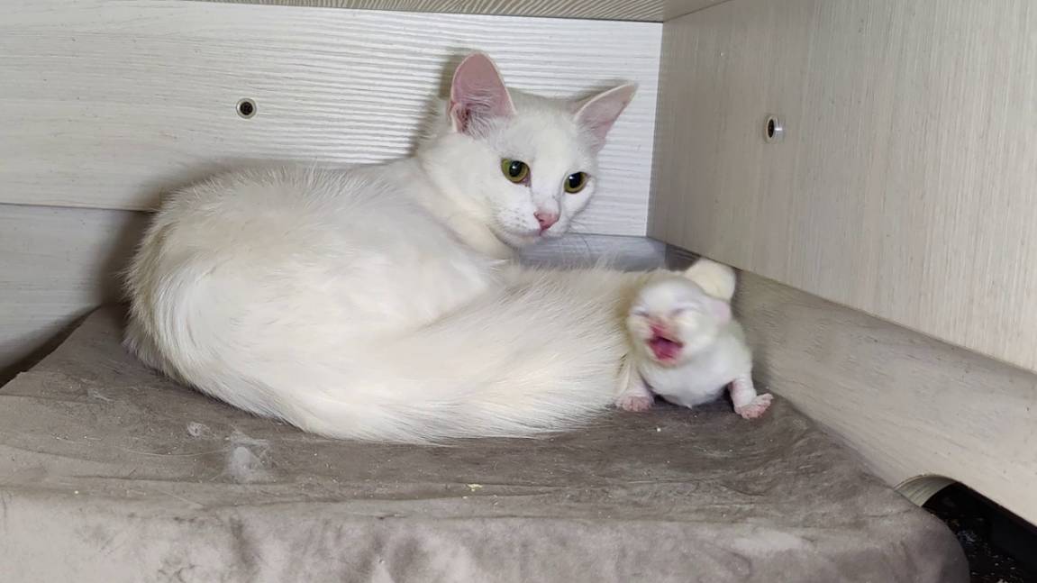 Мама-кошка разговаривает с новорожденным котёнком. Первый день новорожденного котёнка. Часть 2