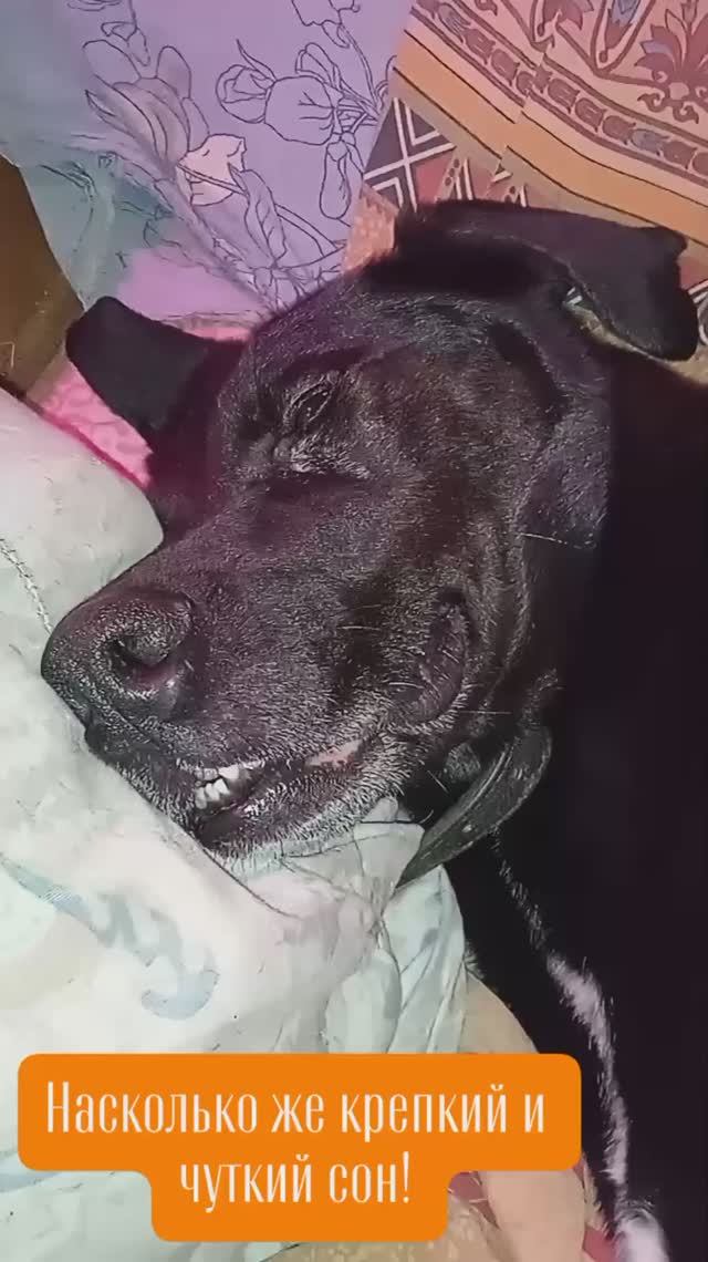 Насколько же крепкий и чуткий сон!