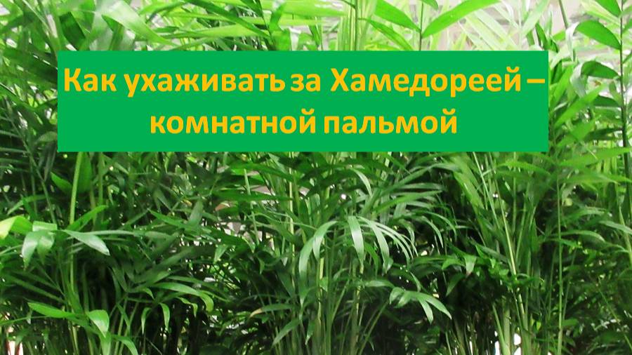 Хамедорея: 5 главных условий хорошего роста комнатной пальмы
