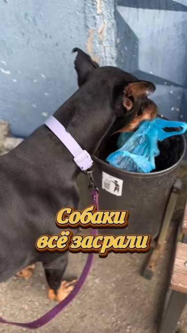 Собаки все заср... подслушано собаки