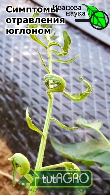 Крепкий орешек! СКОРЛУПА и ПЕРЕГОРОДКИ грецкого ореха: как правильно использовать в саду и огороде.