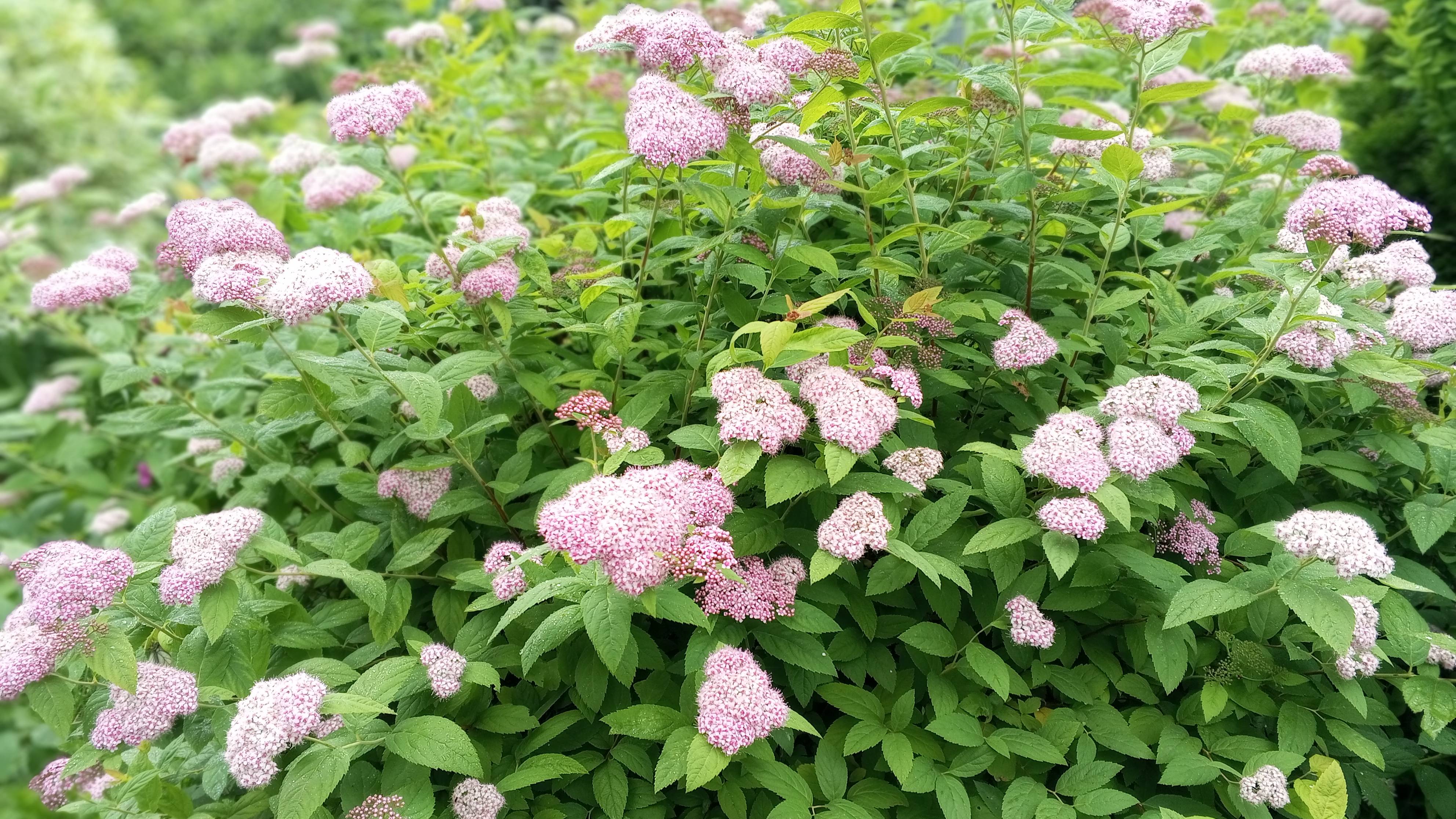 Как я стригу спиреи простыми ножницами