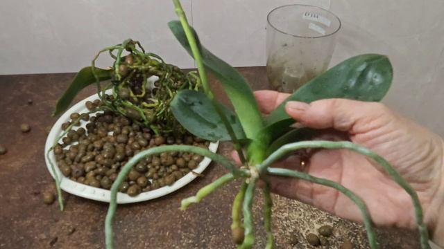 03-11-2025.Орхидея белая мультифлора.Отделяю детку.