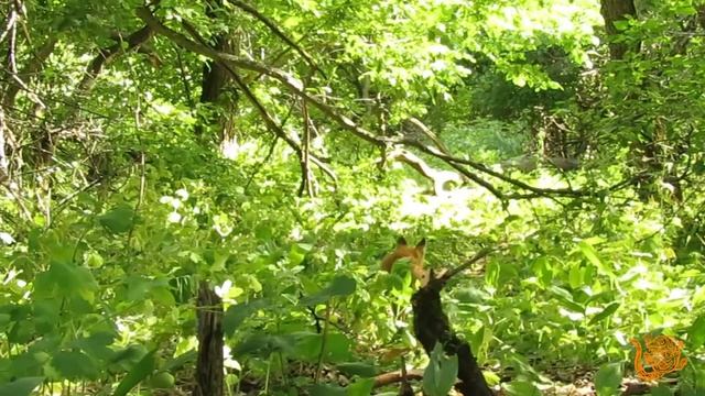 1 ноября день лисы