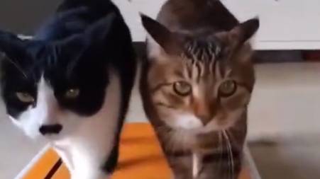 Забавные спортивные коты