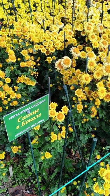 Бал хризантем в Крыму 2025 (Никитский ботанический сад) 31.10.2025 (3)