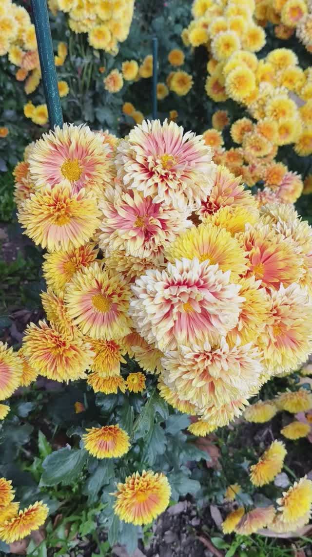 Бал хризантем в Крыму 2025 (Никитский ботанический сад) 31.10.2025 (4)