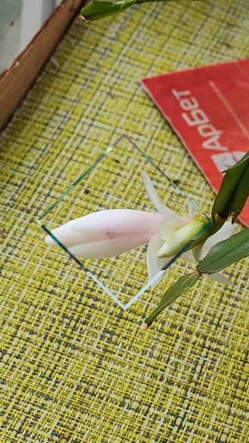 Первый цветок декабриста 🌸