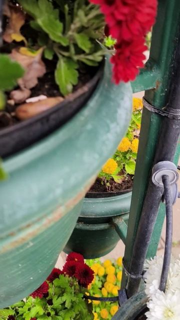 Бал хризантем в Крыму 2025 (Никитский ботанический сад) 31.10 (14)