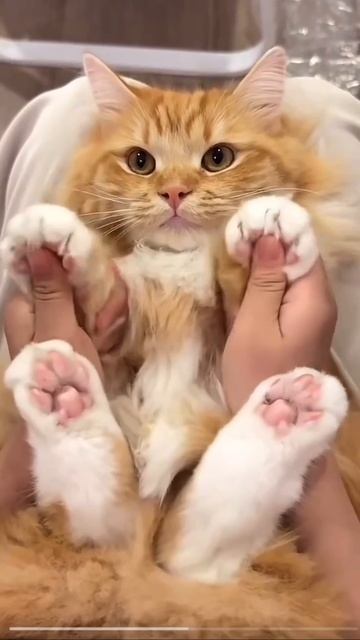 Мягколапчатая мурлыкотерапия