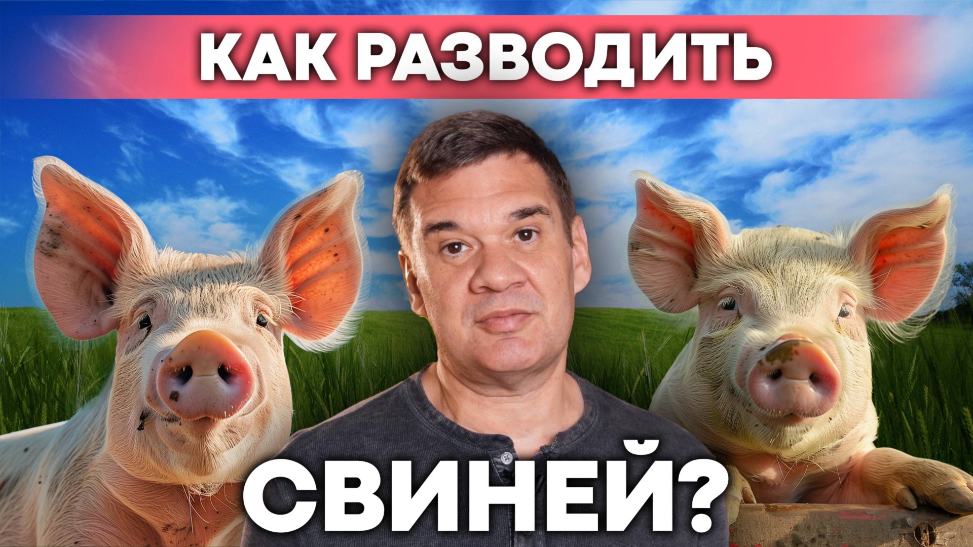 Свиноводство в России 2025: выгодно ли разводить свиней сегодня? Все секреты фермеров | Своя еда
