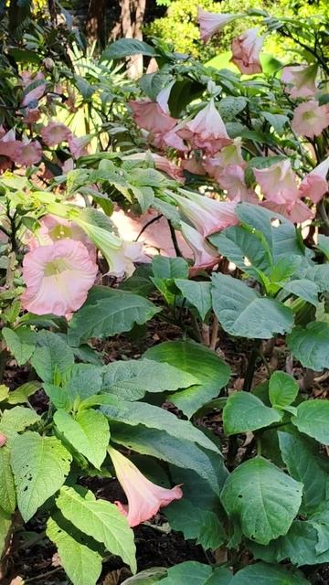 Бал хризантем в Крыму 2025 (Никитский ботанический сад) 31.10 (15)