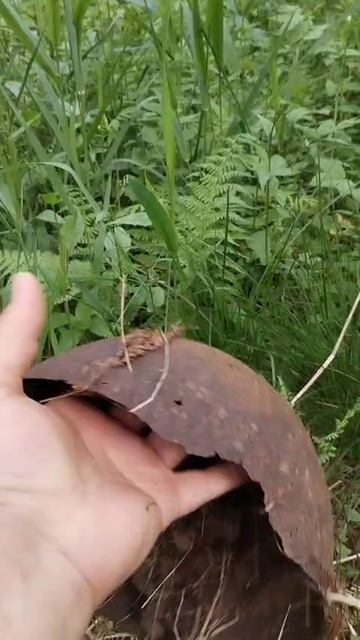 Верховые находки на копе. Можайская линия.