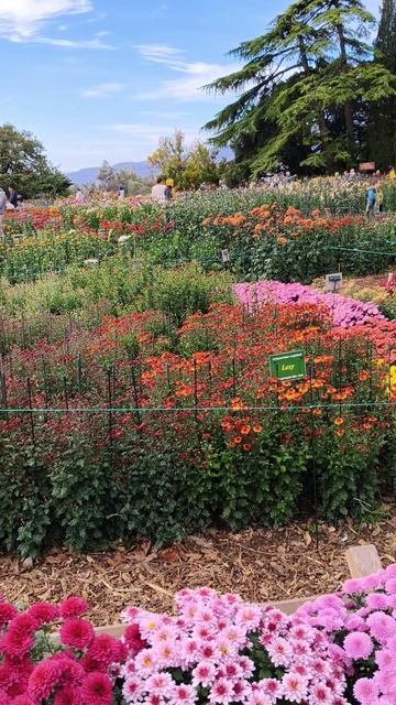 Бал хризантем в Крыму 2025 (Никитский ботанический сад) 31.10.2025 (1)