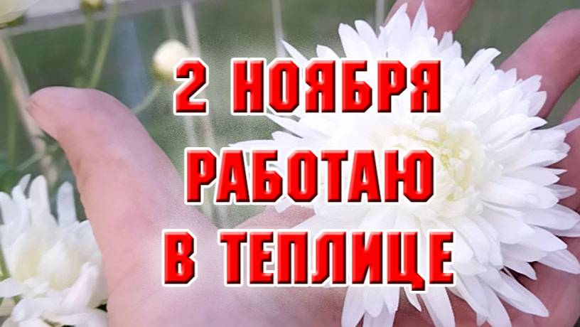 2 ноября. Работаю в теплице