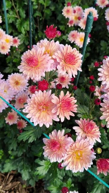 Бал хризантем в Крыму 2025 (Никитский ботанический сад) 31.10 (7)