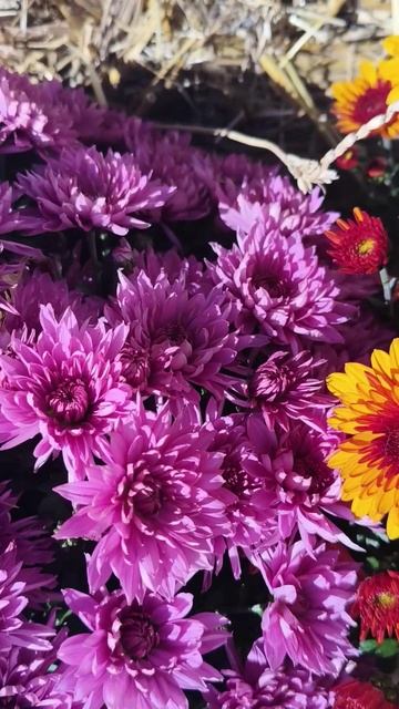 Октябрь, Массандровский пляж, Ялта, Крым