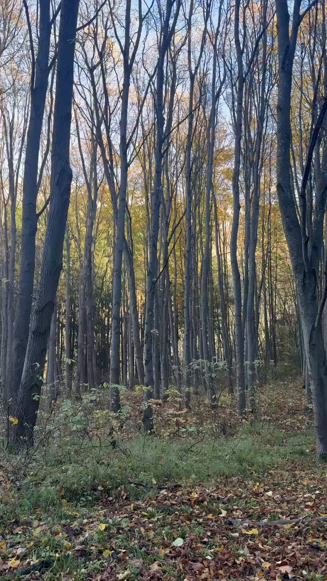 Парковая партитура - как звучит осень в Кисловодске