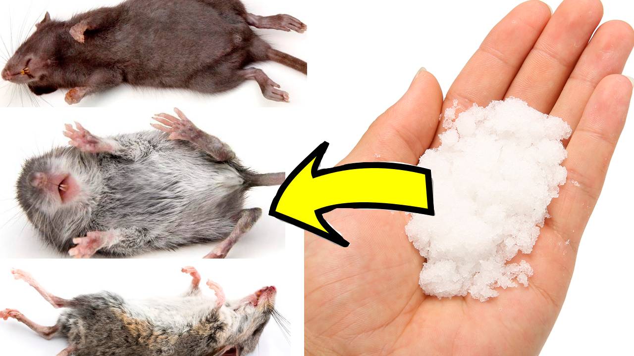 Как избавиться от мышей и крыс За 3 Секунды!.!.!