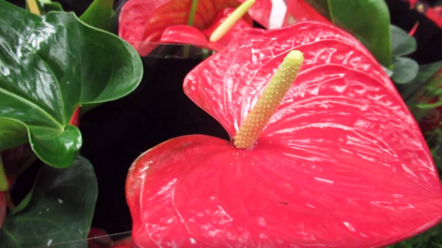 Пересадка Антуриума в домашних условиях для обильного цветения