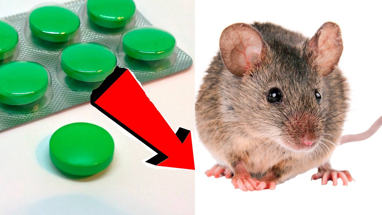 Как избавиться от мышей и крыс навсегда За 1 минуту!..