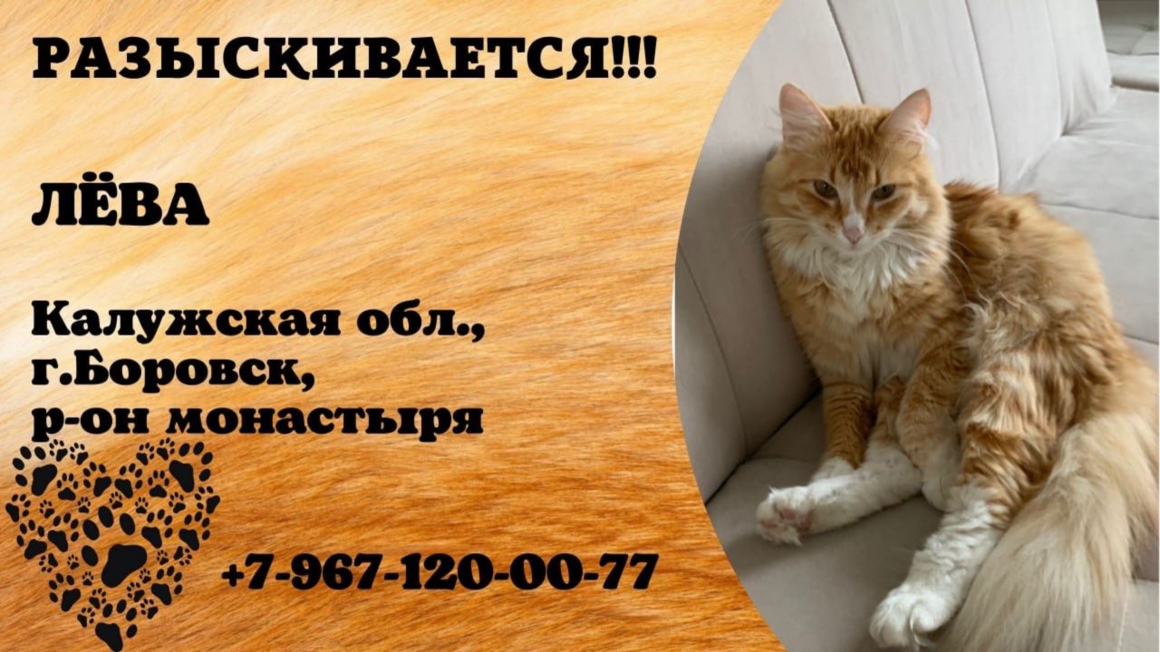 Пропал кот! ЛЁВА. Калужская обл., г.Боровск.