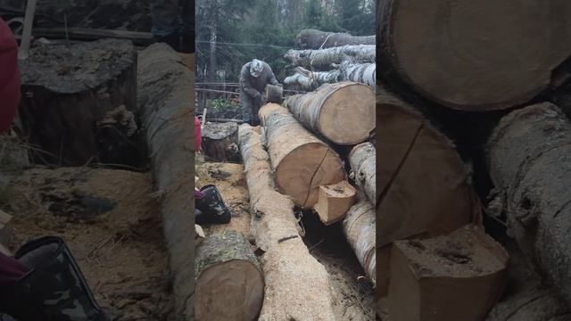 Зеленая дача - Искусство заготовки дров: от леса до поленицы