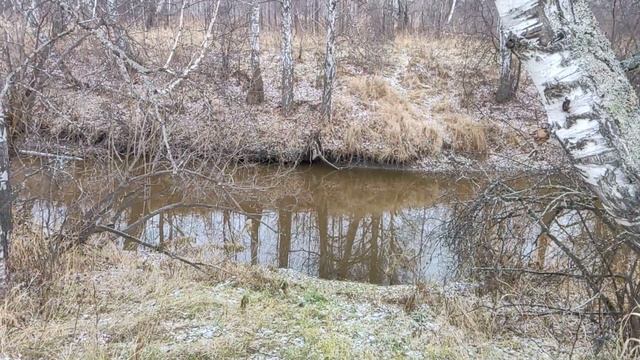 Канадский волк - гибрид. 3 ноября 2025