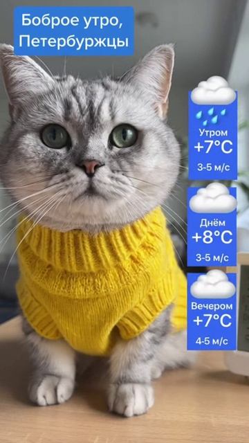 Прогноз погоды в Санкт-Петербурге на 04.11.2025 от котика.