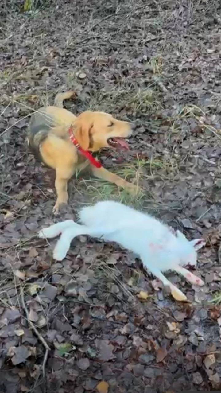 Русская гончая Шумка вл. Блажин И.Б.#охотасгончей#собака #животные #топ #hunting