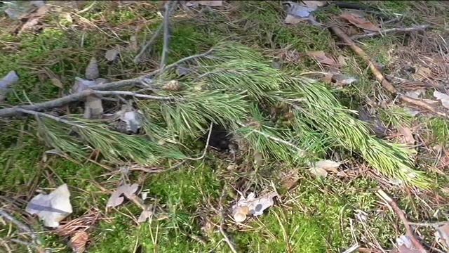 Гнездышко лесной пташки