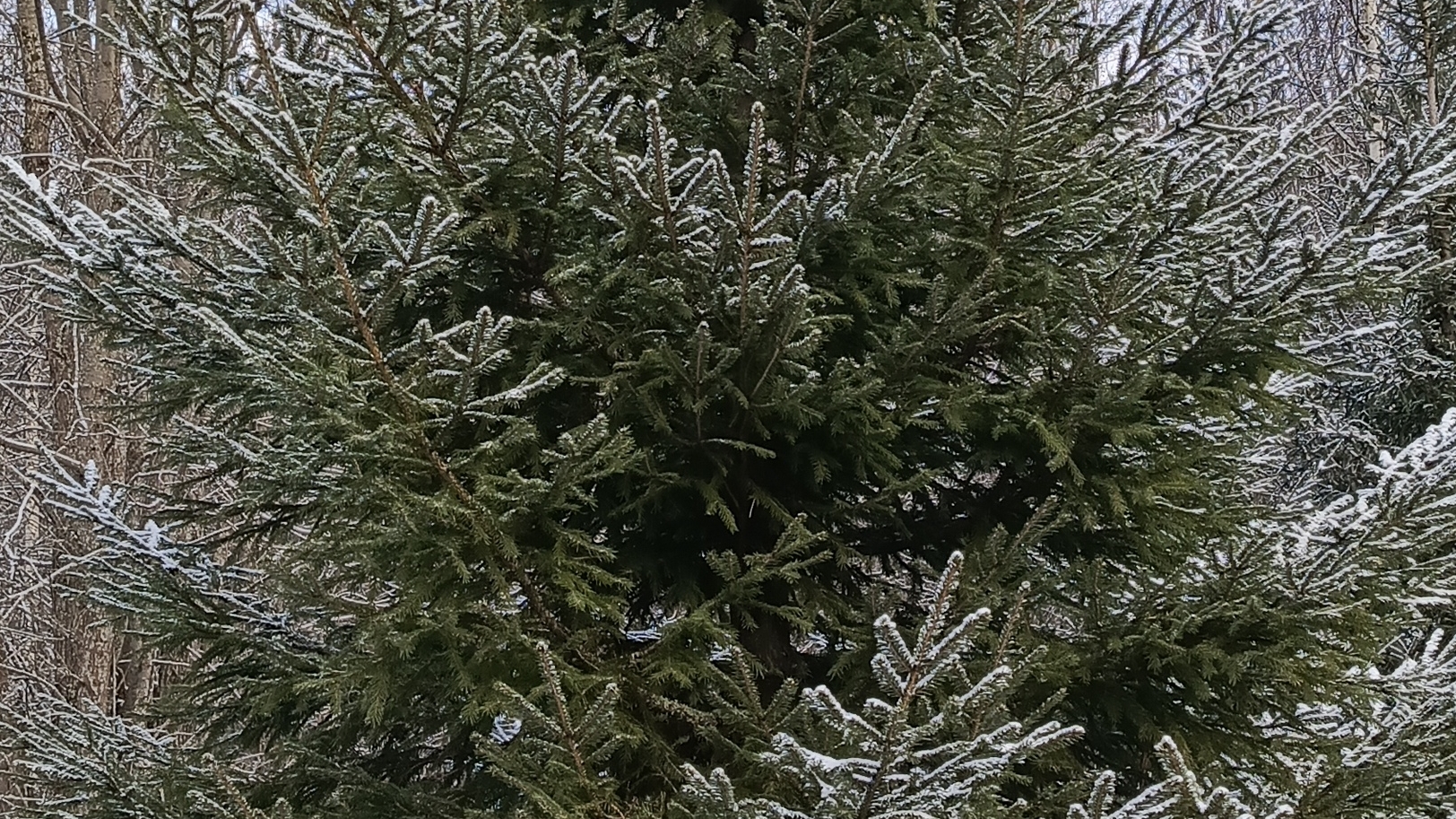 ТАЙГА ПУСТАЯ😡