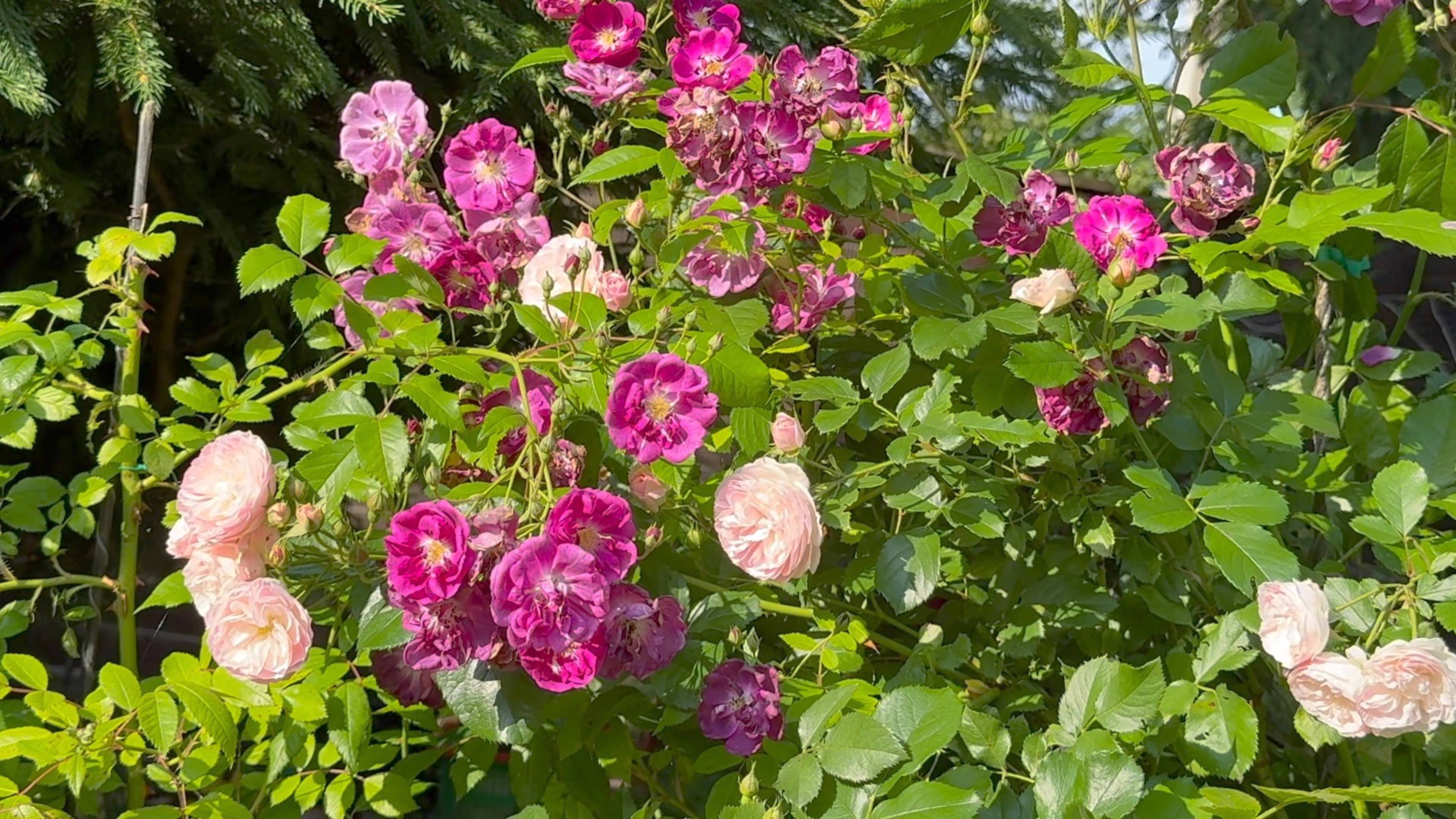 Июль в Саду 5 и 13 июля 2025