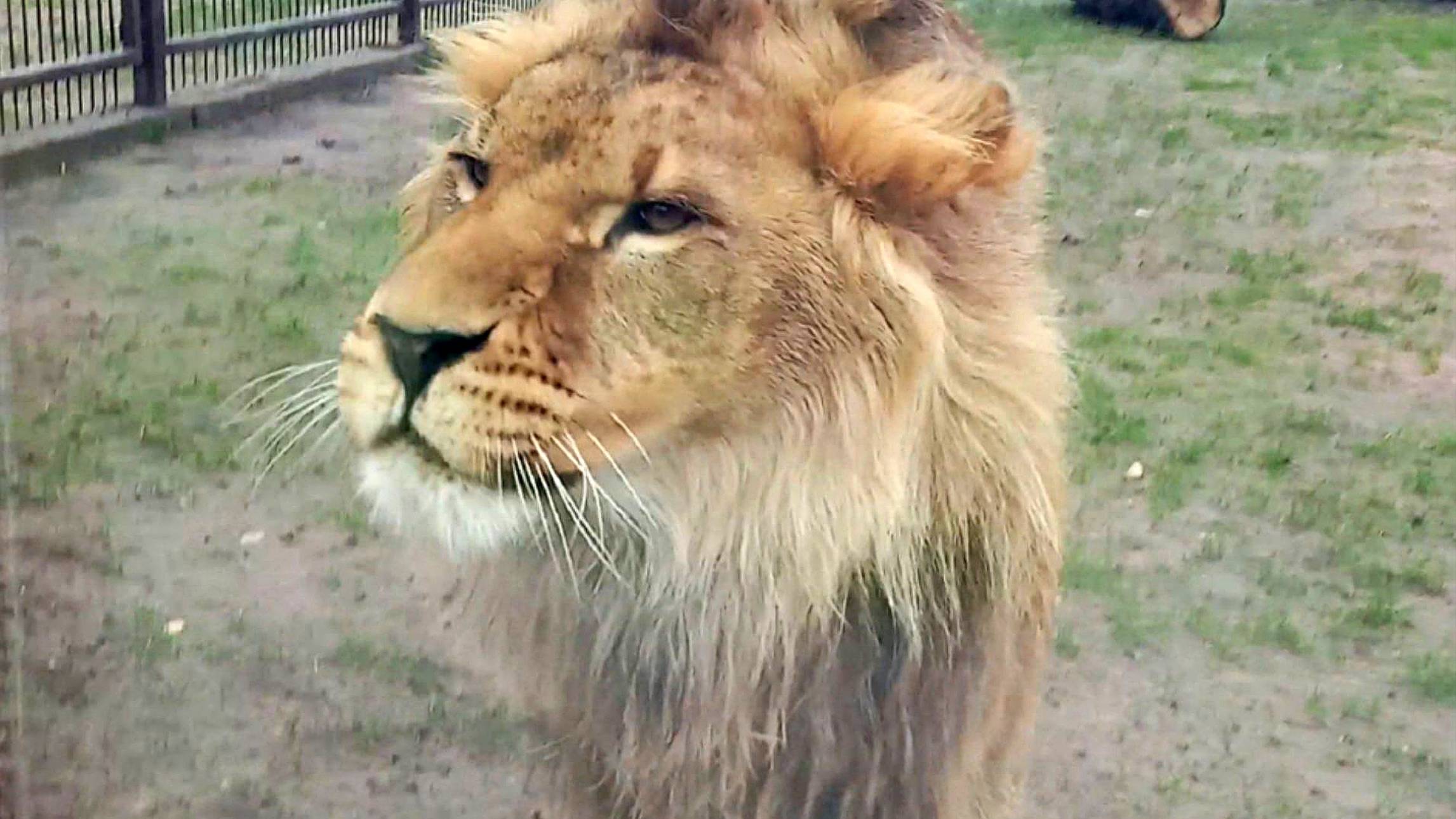 Лев ШЕРХАН  - звезда YouTube. Наш царь выдумщик. Гости из Африки у африканского царя. (1 выпуск)