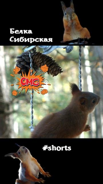 Молодая белка чуть не упала