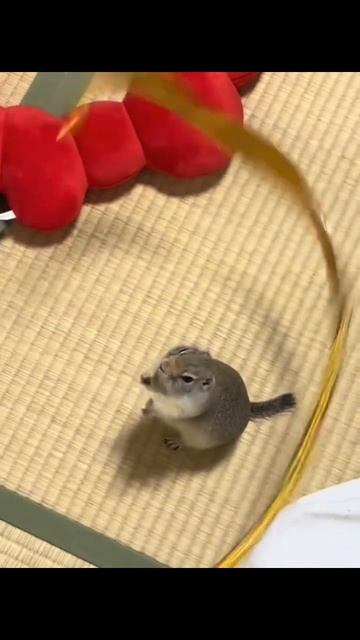 Он обязательно сможет