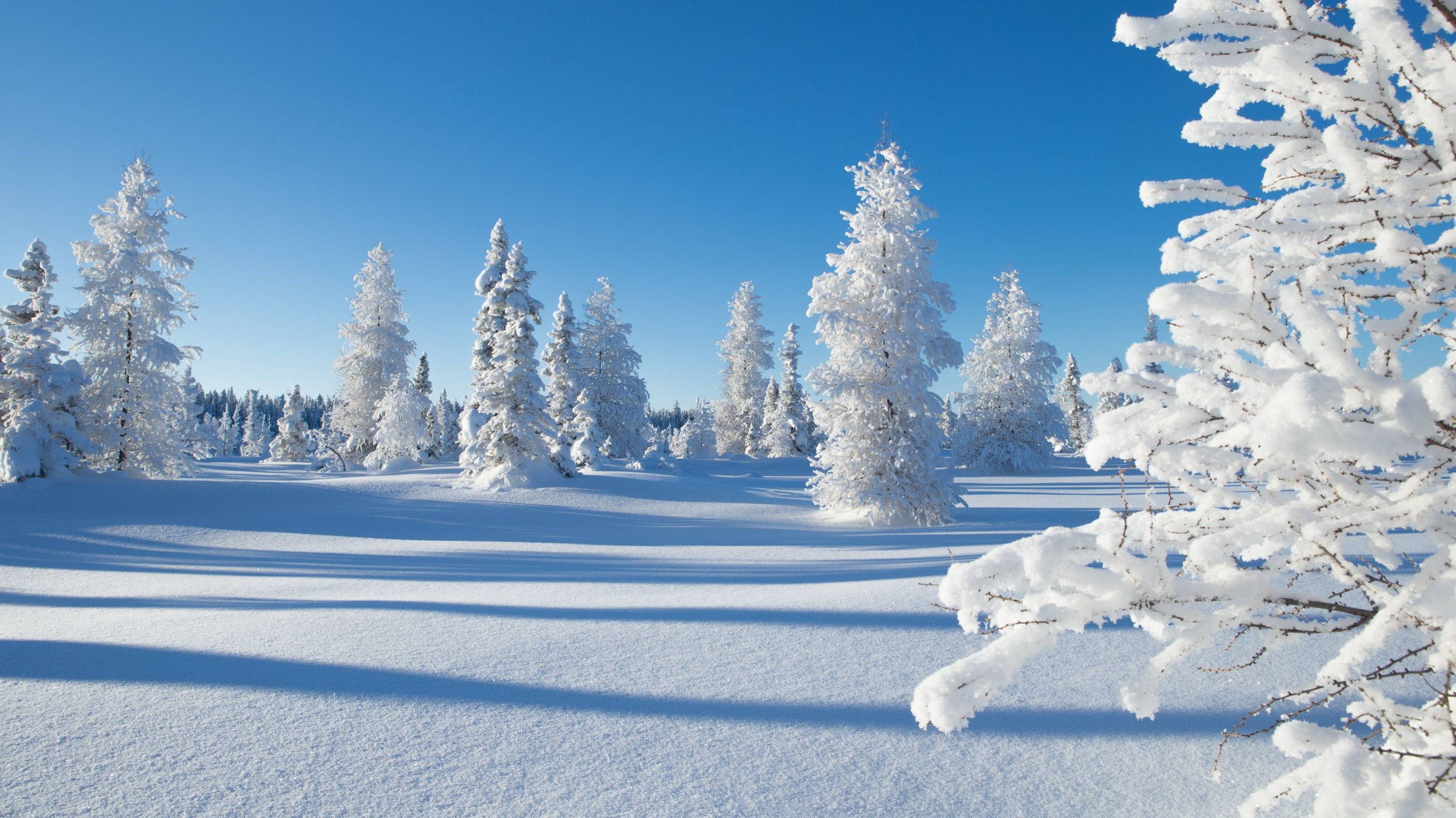 Зима / природа / декабрь / Новый год