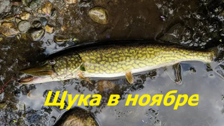 КАК ЛОВИТЬ ЩУКУ в НОЯБРЕ? НАЖИВКИ и СНАСТИ для ЛОВЛИ ЩУКИ! МЕСТА и ВРЕМЯ для РЫБАЛКИ