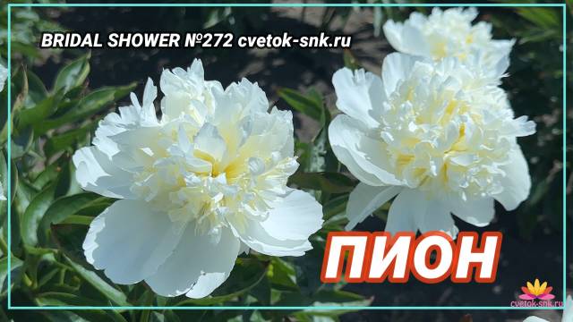 Ароматный махровый пион Bridal Shower / Сад Ворошиловой