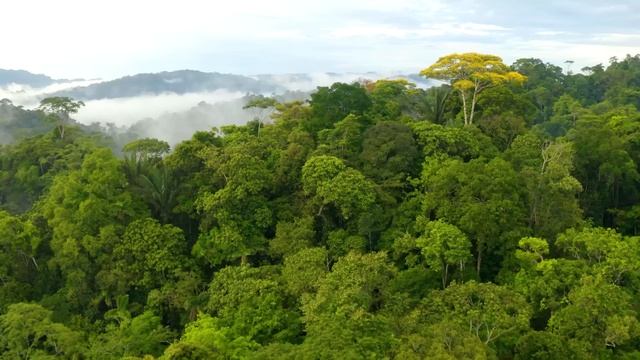 Дикая природа, спокойная музыка, релакс