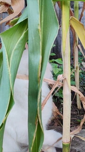 Собака напала на кошку. Кошки и собаки. #кошки