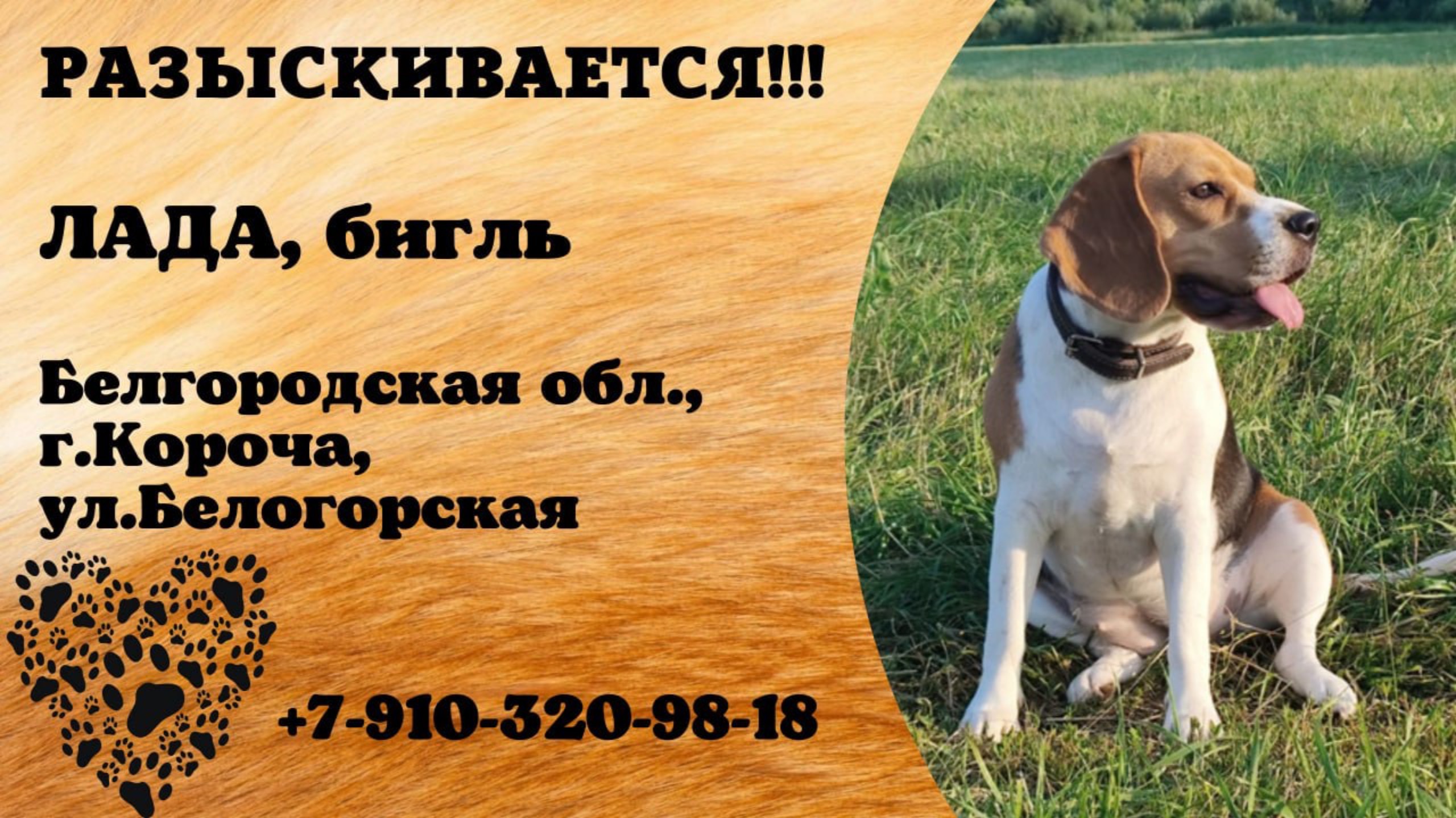 Пропала собака! ЛАДА, бигль. Белгородская обл., г.Короча.