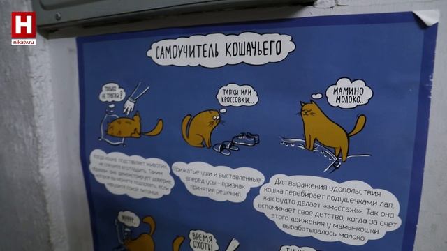 Русский язык и котики | КУЛЬТУРНАЯ СРЕДА