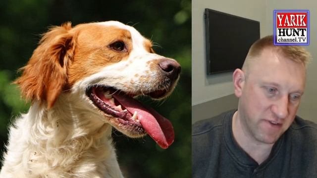 ВСЕ ОБ ОХОТЕ С БРЕТОНОМ (Бретонский эпаньоль)🔴ОхотРадио