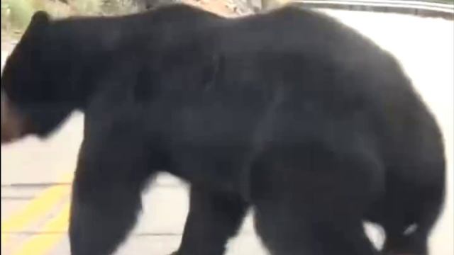 Белка против медведя