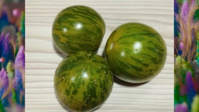 Каталог томатов 2025 года. Часть 16. г. Киров