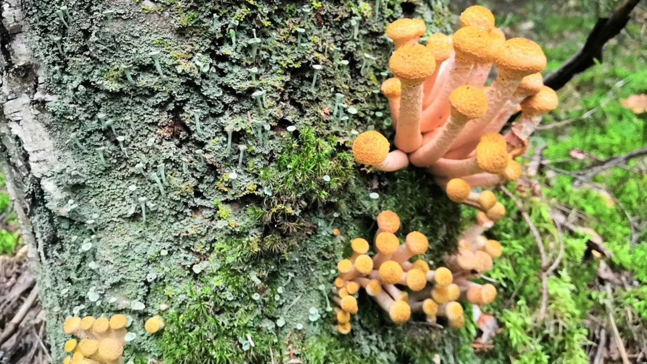 Грибы на деревьях. Березовые опята. Первый сбор осенних опят в сентябре 2025 года