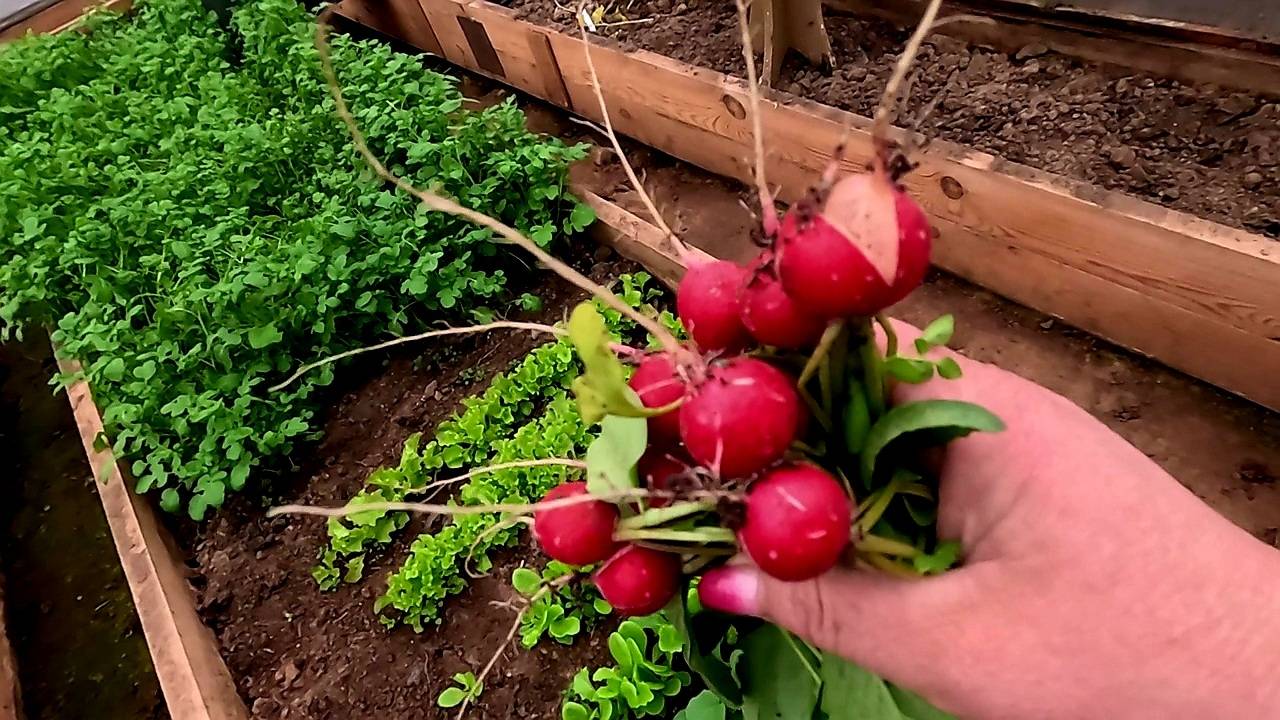 Это показывать нельзя... Разоблачил меня...