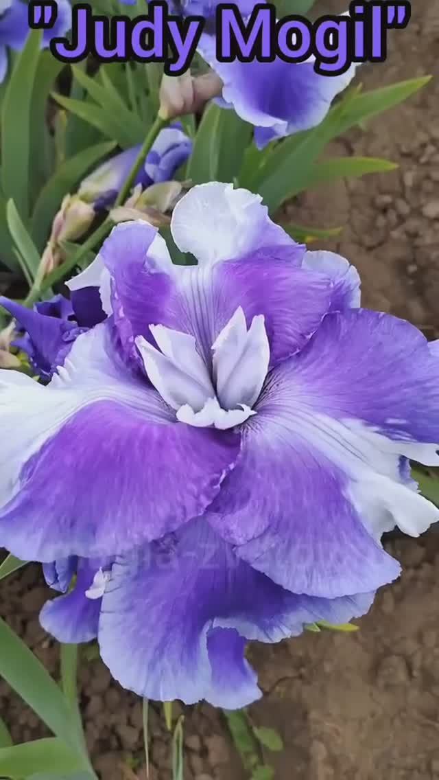 ирис шестифолый 'Judy Mogil' (Джуди Могил) (McWhirter, 1997)